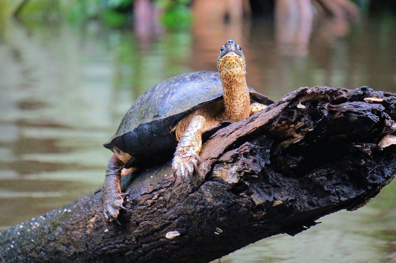 Alt donde-ver-animales-en-libertad-tortugas-tortuguero-costa-rica, title donde-ver-animales-en-libertad-tortugas-tortuguero-costa-rica
