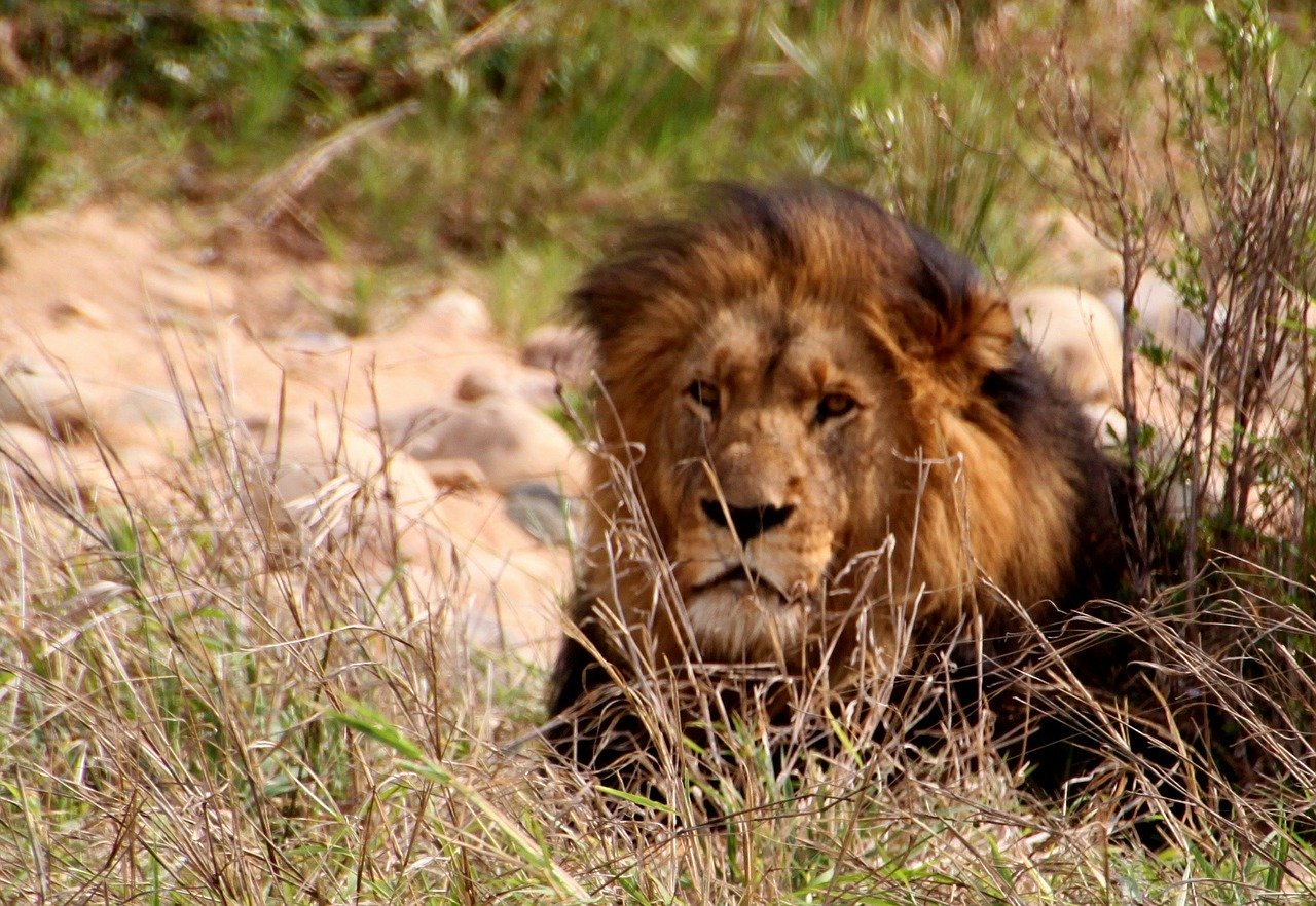 alt kruger-leon-africa-homeexchange, title kruger-leon-africa-homeexchange