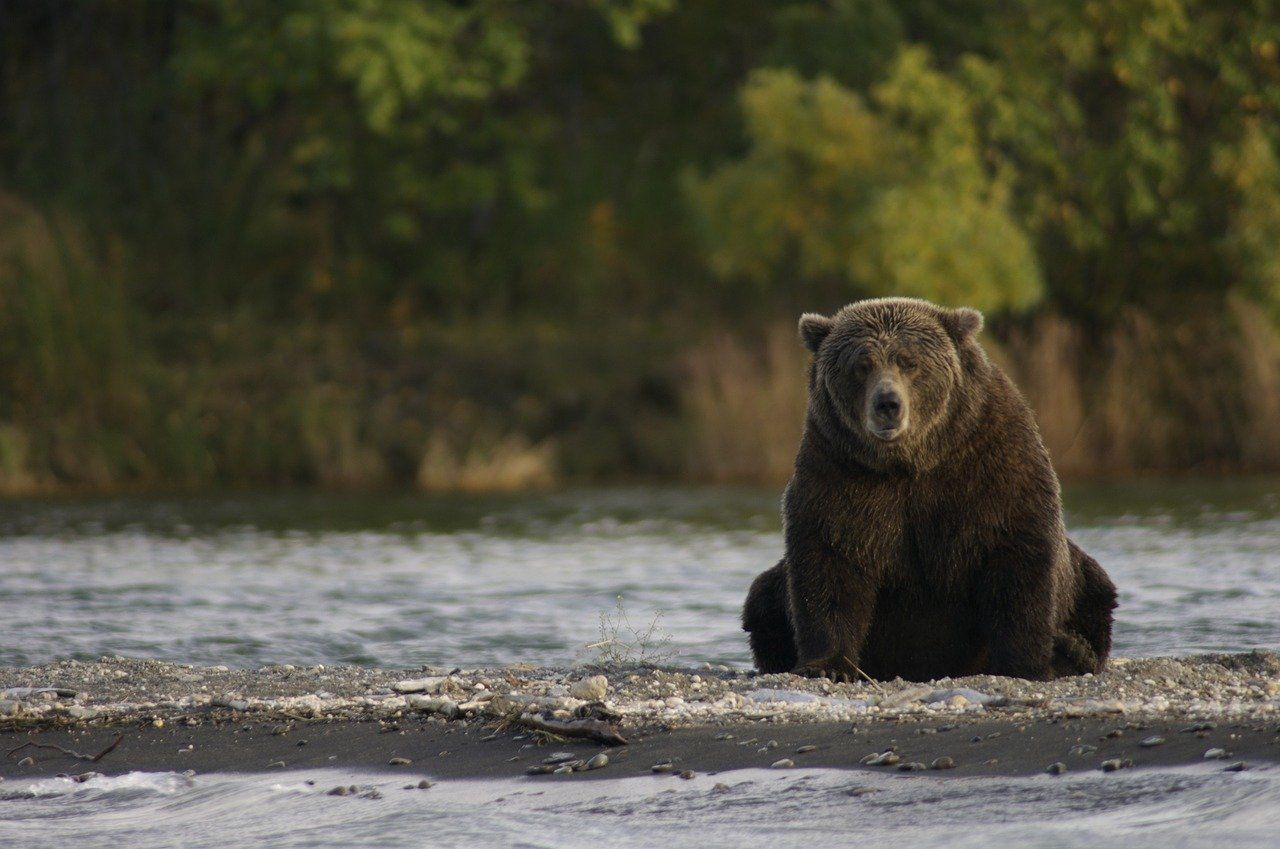 Alt osos-Katmai-National-Park-1, title osos-Katmai-National-Park-1