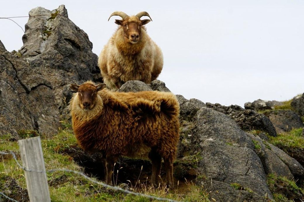 Alt viajar_Islandia_ovejas_isla_westmann, title viajar_Islandia_ovejas_isla_westmann