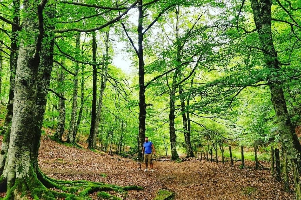 Alt Vacaciones-en-Navarra_Selva-de-Irati_perro, title Vacaciones-en-Navarra_Selva-de-Irati_perro