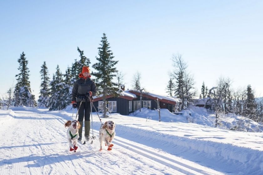 Alt viajar-en-invierno_nieve_perros, title viajar-en-invierno_nieve_perros