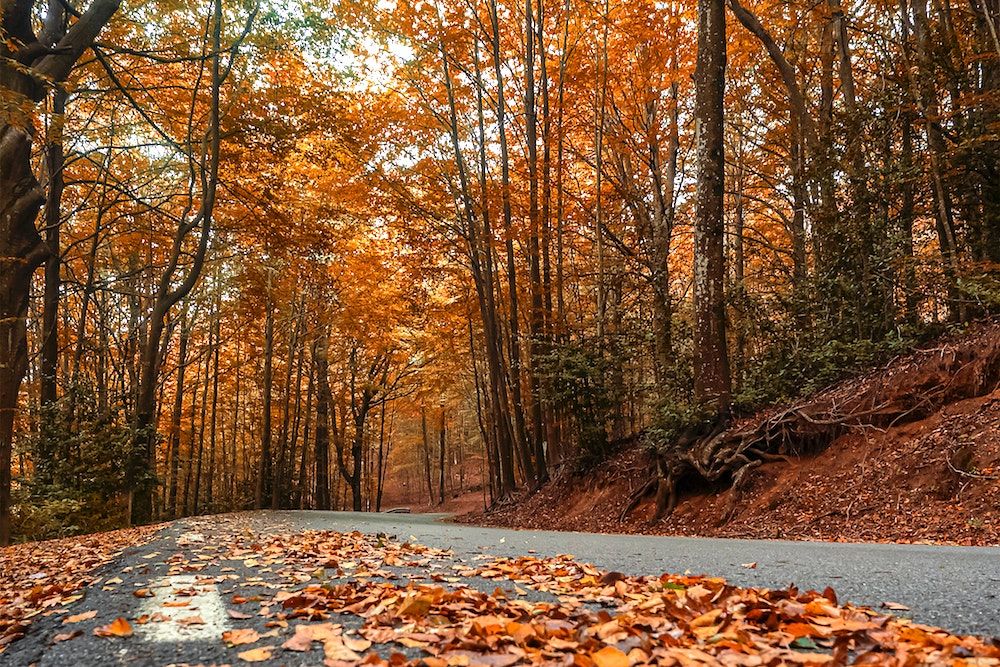 Parc Natural del Montseny 