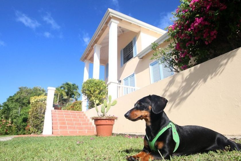 alt Perro-Salchicha_Santa-Lucia_intercambio-de-casas, title Perro-Salchicha_Santa-Lucia_intercambio-de-casas