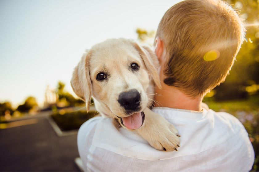 Viajar con mascotas labrador blanco intercambio de casas