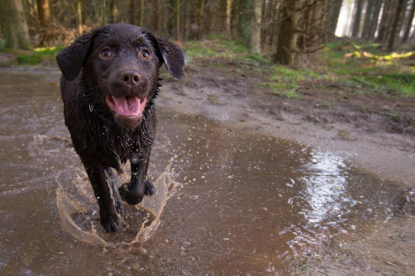 Viajar con perros por Francia