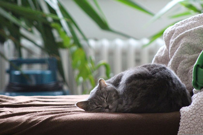 alt cuidar-mascotas_gato_casa_HomeExchange, title cuidar-mascotas_gato_casa_HomeExchange