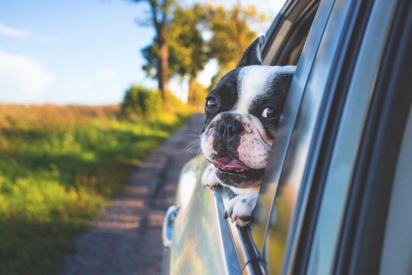 viajar con perro en coche