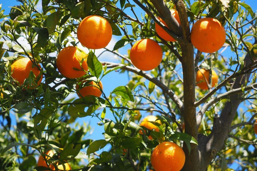 Jardin de los Naranjos en Roma