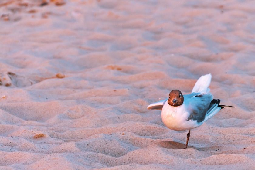 que visitar en Montreal, Playa de lHorloge en Montreal