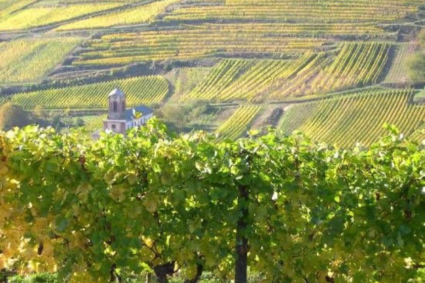 vinedos en la region de Burdeos