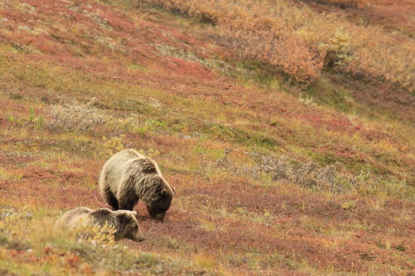 Senda del Oso en Asturias