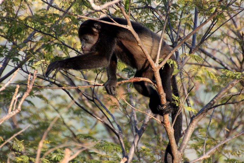 Nosara donde viajar en diciembre