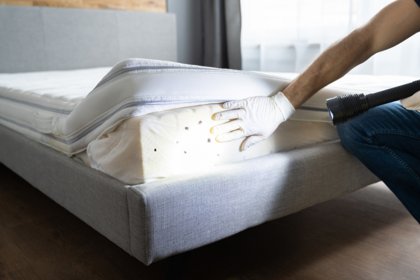 Chinches en alojamientos