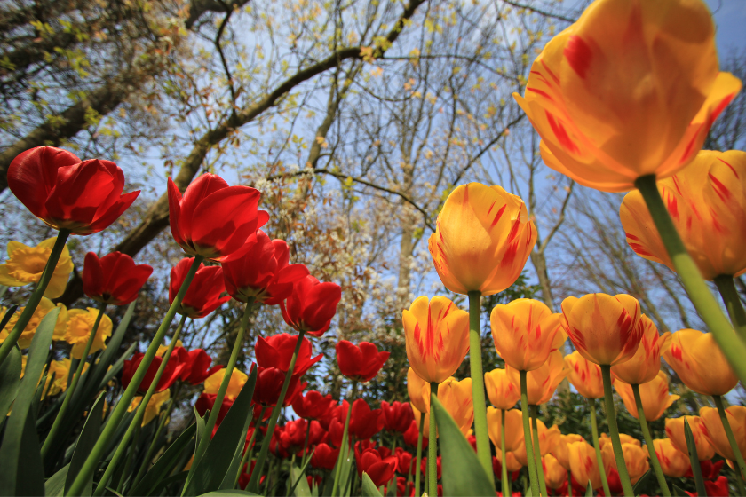 Dónde viajar en marzo Países Bajos