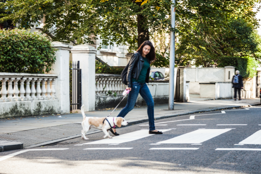 Viajar con perro Nueva York