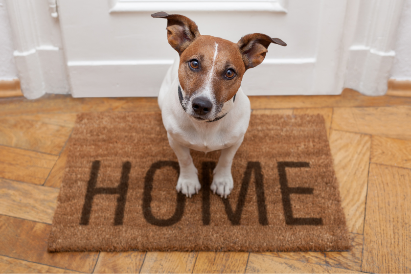 Alternativa a Airbnb viajar con mascotas