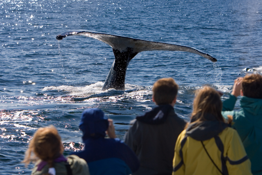 Que ver en Quebec avistamiento ballenas
