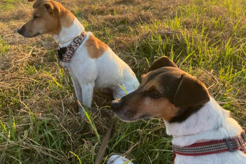 viajar con mascotas con HomeExchange
