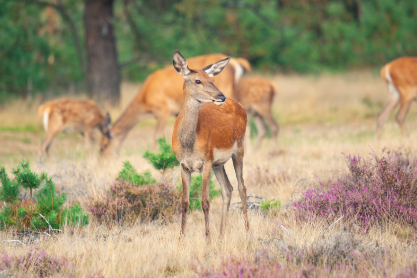 Vacaciones escolares en los Países Bajos Hoge Veluwe
