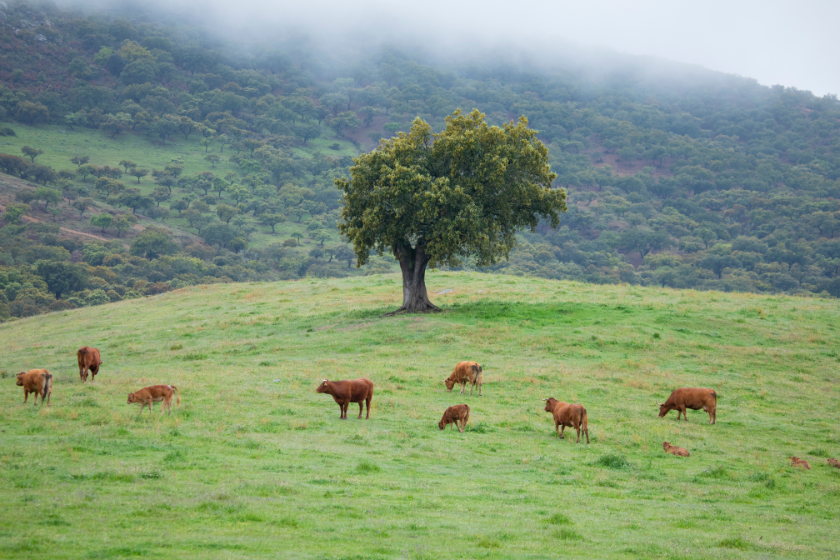 España destinos con HomeExchange