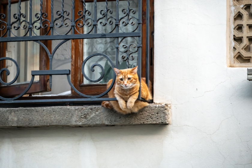 HomeExchange y las mascotas