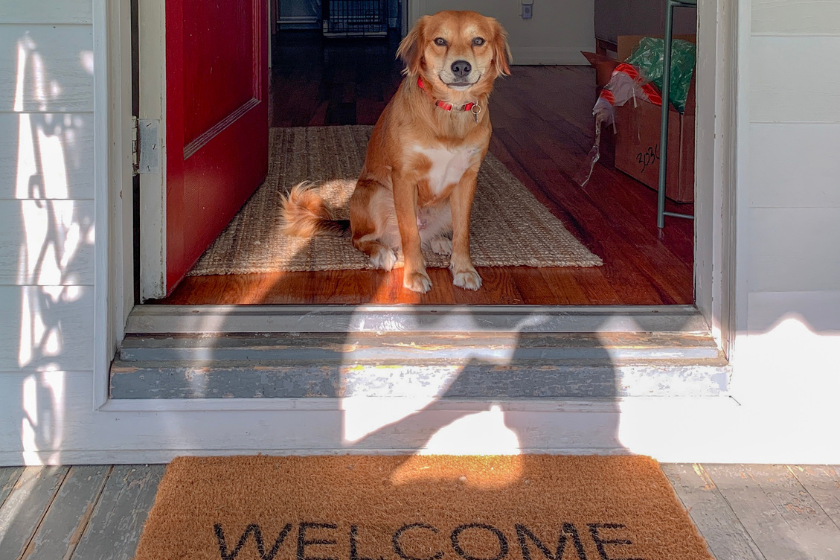 Mascotas y HomeExchange