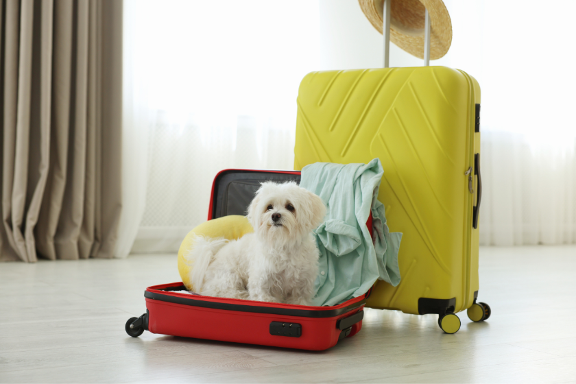 Mascotas y HomeExchange