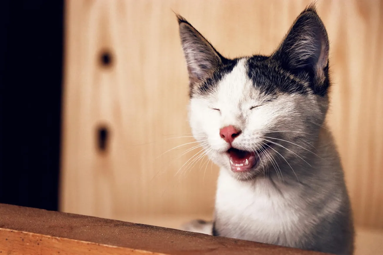 A white and black cat with closed eyes appears to be yawning or meowing, sitting contentedly against a blurred wooden background, conveying a playful mood.