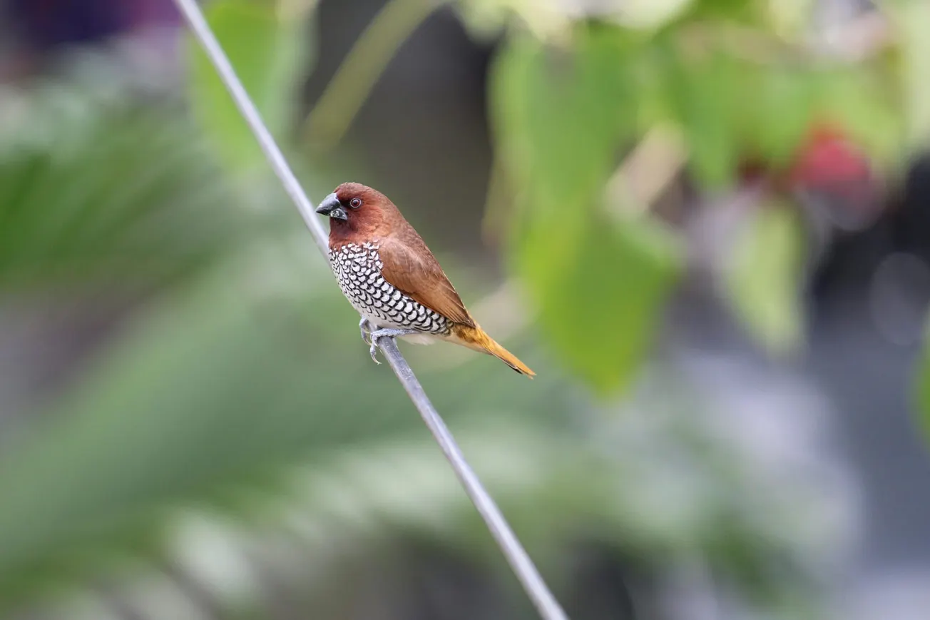 A small bird with a brown head, speckled white chest, and orange tail perches on a diagonal wire. Blurred green leaves form the background.
