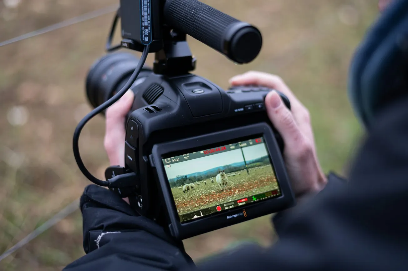 Person recording a field with sheep using a professional video camera, holding it in gloved hands. The camera screen displays the scene, conveying focus and attention.
