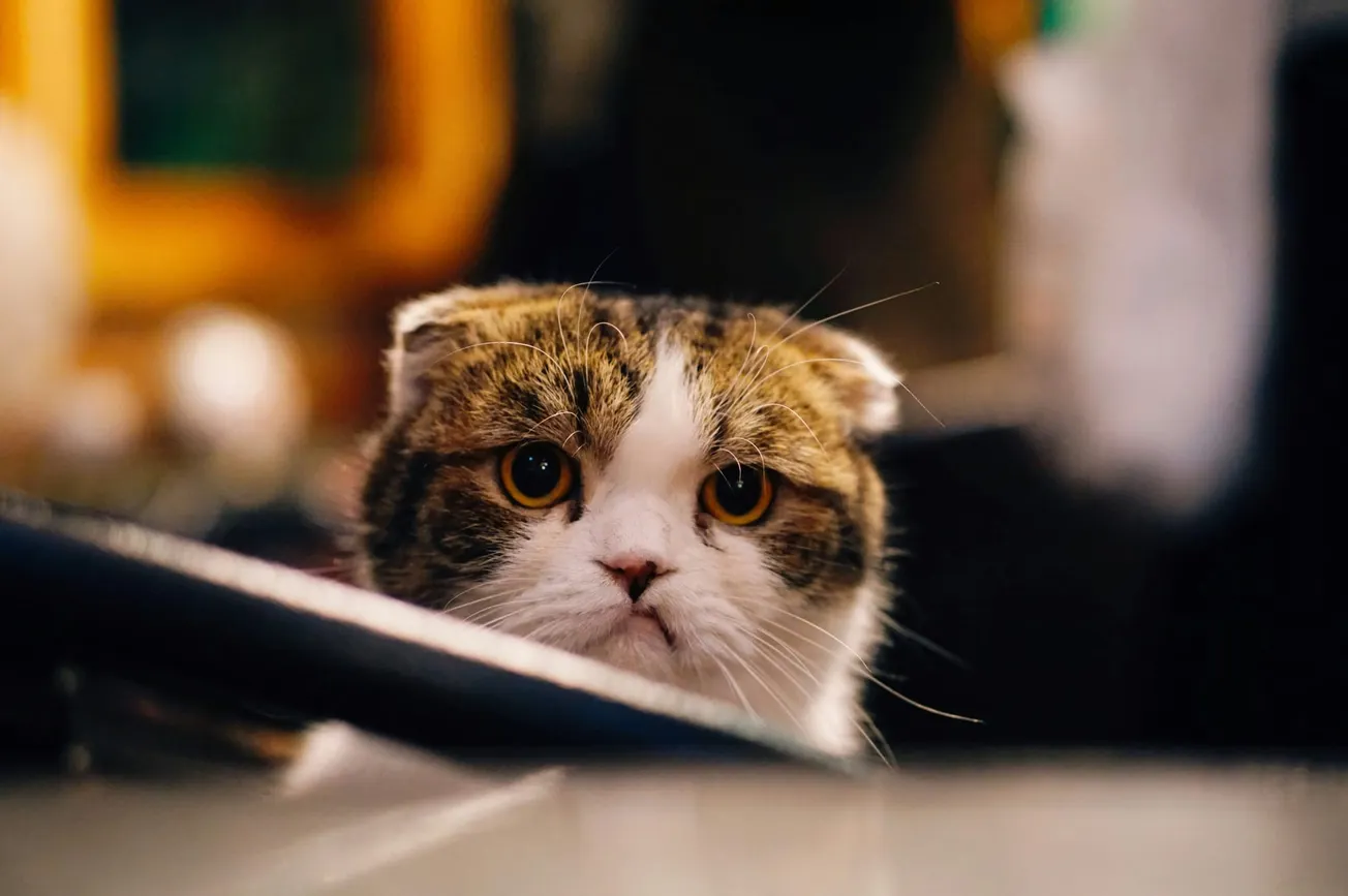 A Scottish Fold cat with round eyes and a serious expression peeks over a ledge in a dimly lit room, conveying curiosity and intrigue.