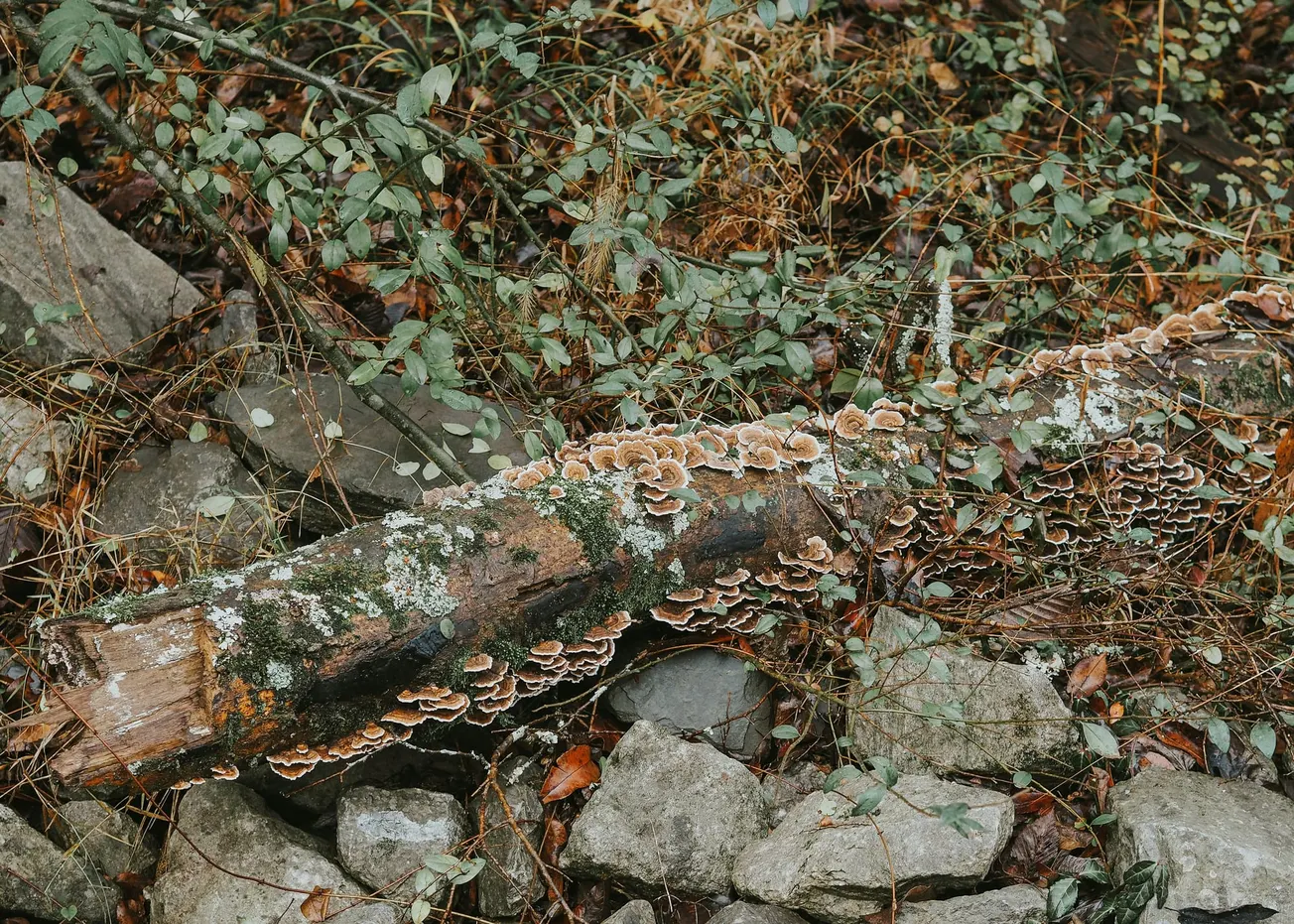 A moss-covered log lies among rocks and leaves in a forest. Bracket fungi grow along the log, adding texture to the earthy tones of the natural setting.