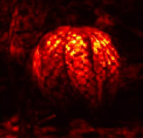 Robust Attribution Regularization