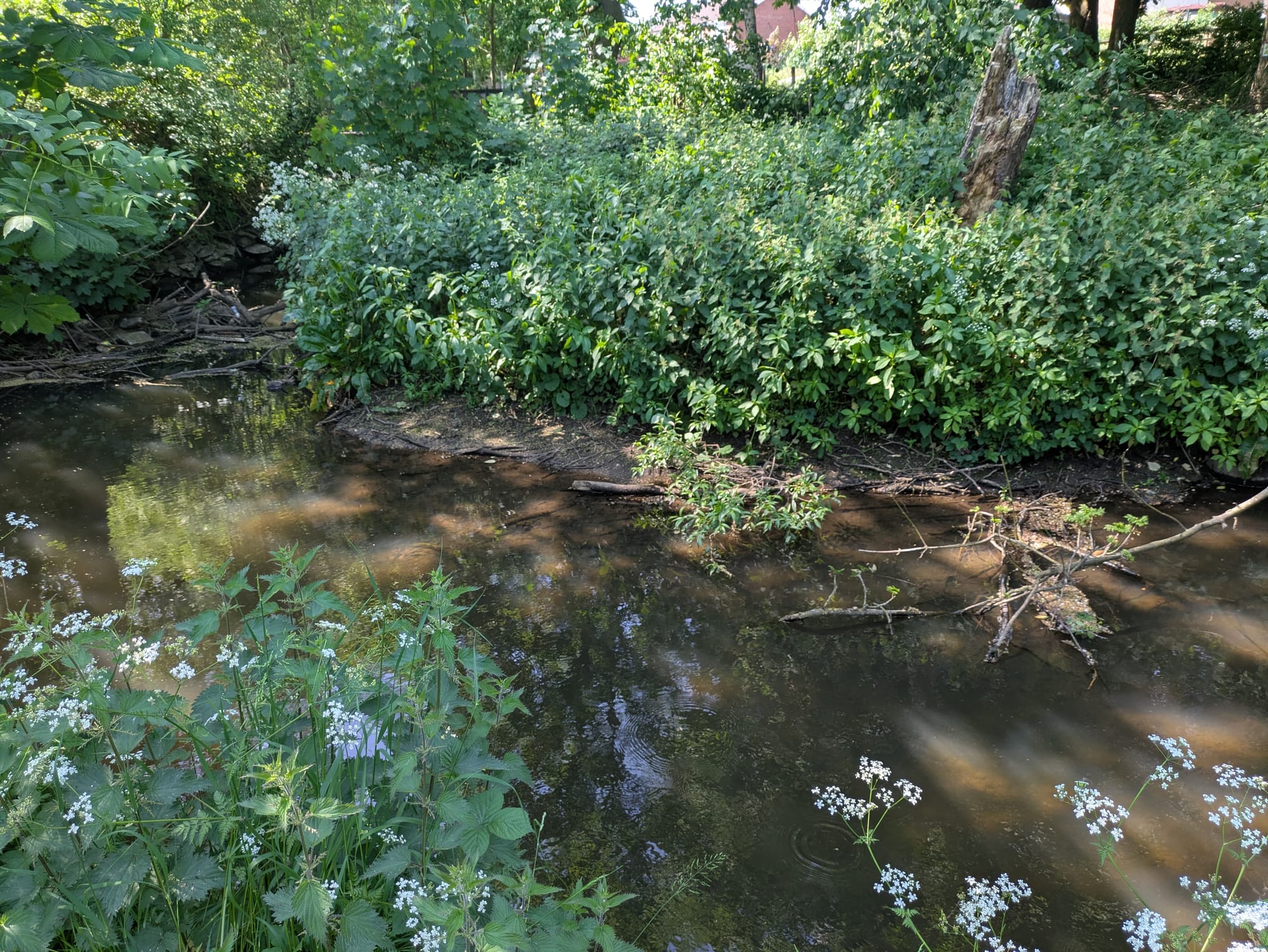 Bucknall Park in Stoke-on-Trent to become a richer home for wildlife with new restoration work
