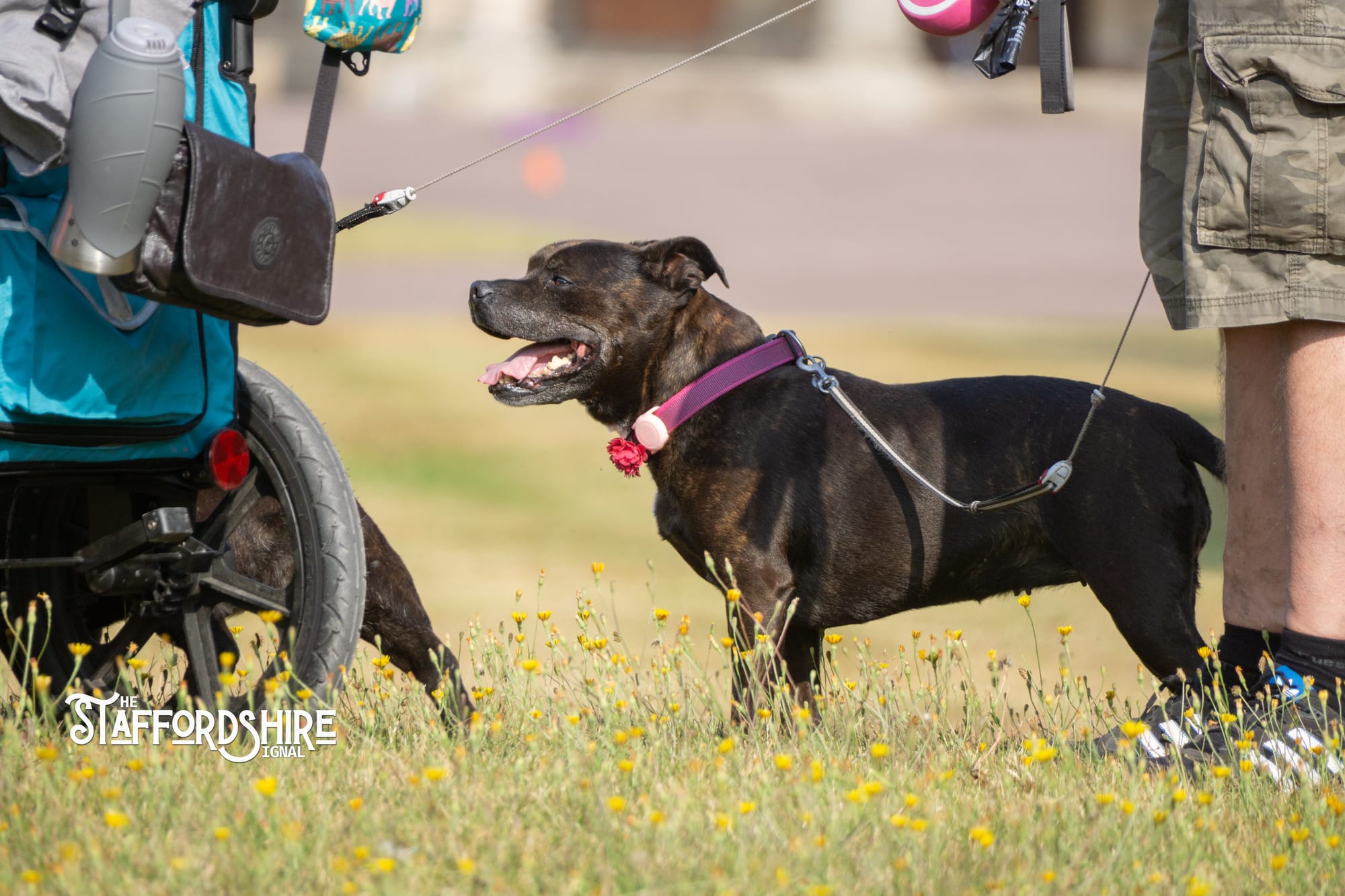 Big Staffy Stroll Brings Staffordshire’s Ten Week Staffy Trail to a Celebratory Close