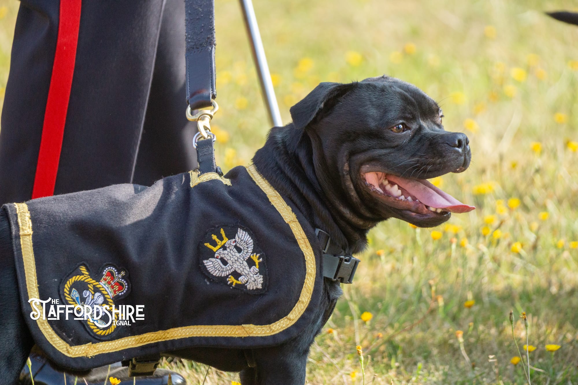 Big Staffy Stroll Brings Staffordshire’s Ten Week Staffy Trail to a Celebratory Close