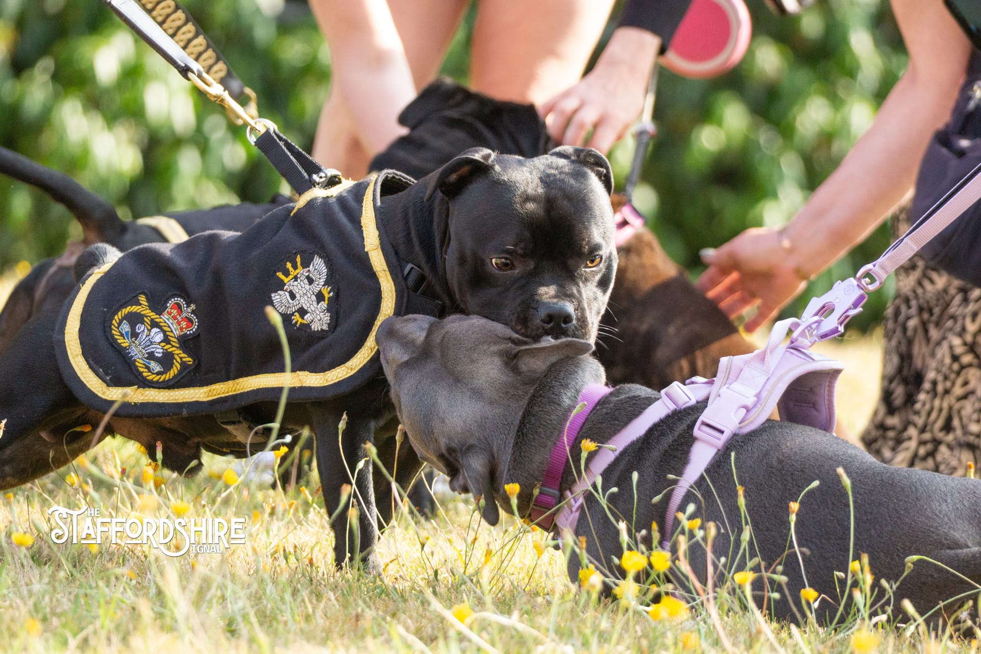 Big Staffy Stroll Brings Staffordshire’s Ten Week Staffy Trail to a Celebratory Close