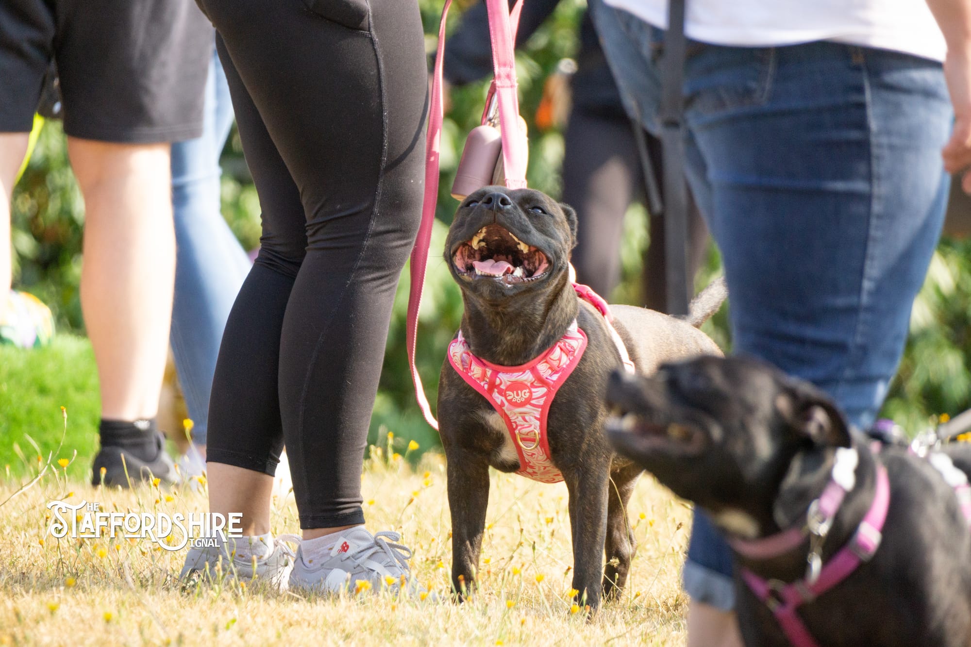 Big Staffy Stroll Brings Staffordshire’s Ten Week Staffy Trail to a Celebratory Close