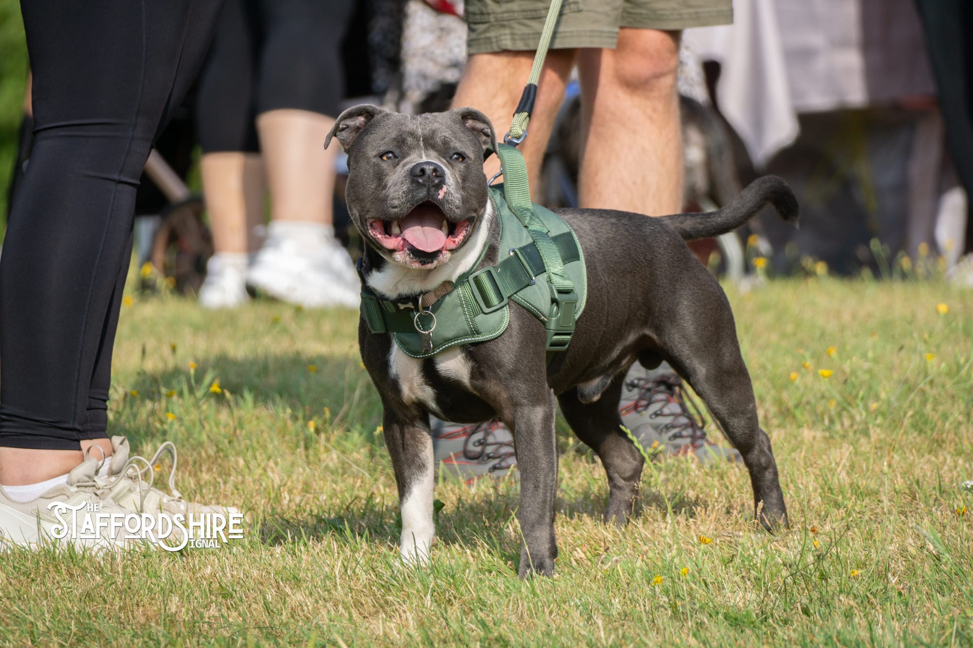 Big Staffy Stroll Brings Staffordshire’s Ten Week Staffy Trail to a Celebratory Close