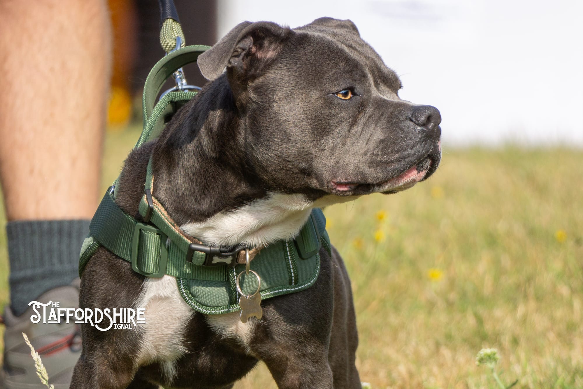 Big Staffy Stroll Brings Staffordshire’s Ten Week Staffy Trail to a Celebratory Close