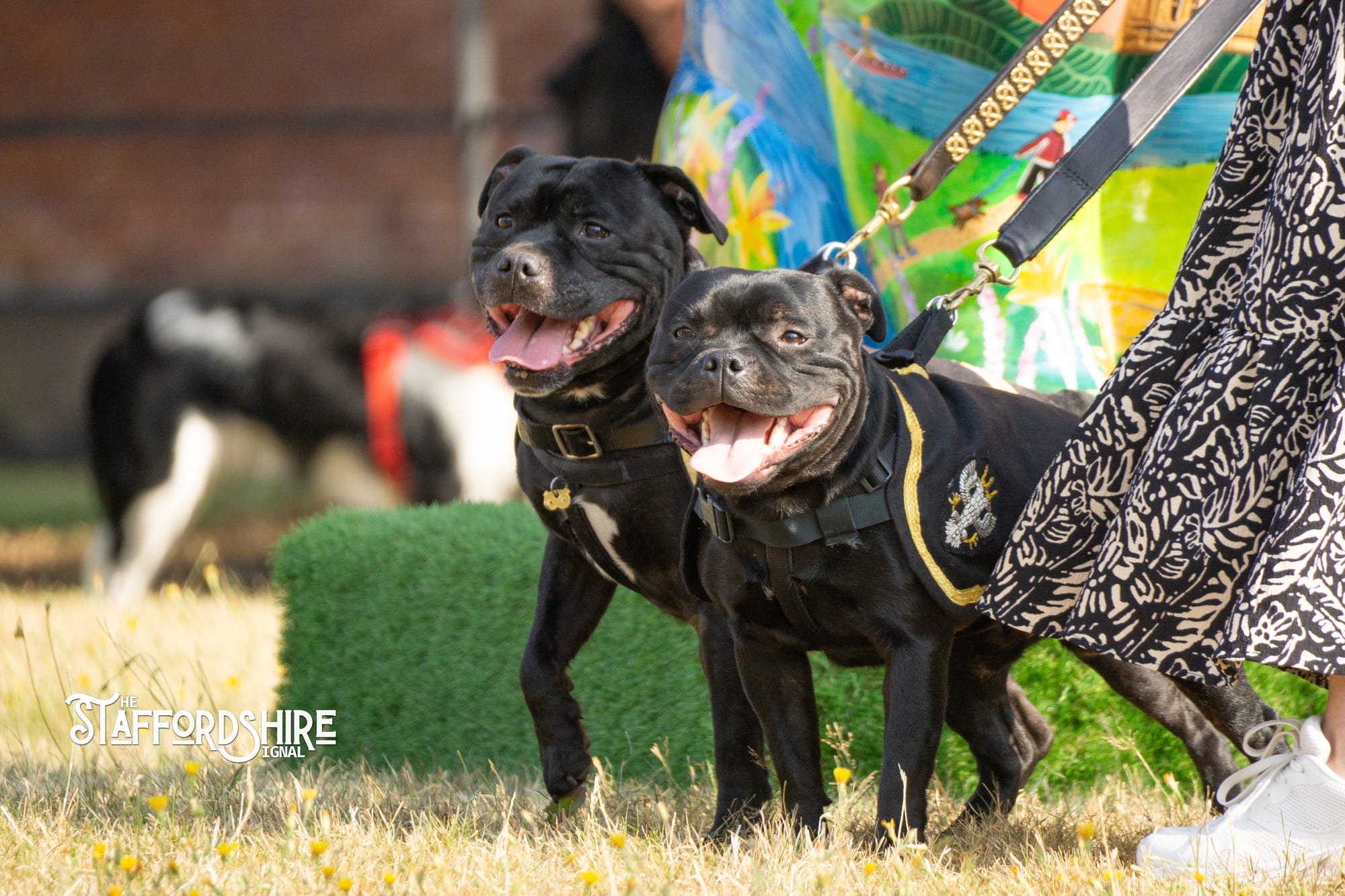 Big Staffy Stroll Brings Staffordshire’s Ten Week Staffy Trail to a Celebratory Close