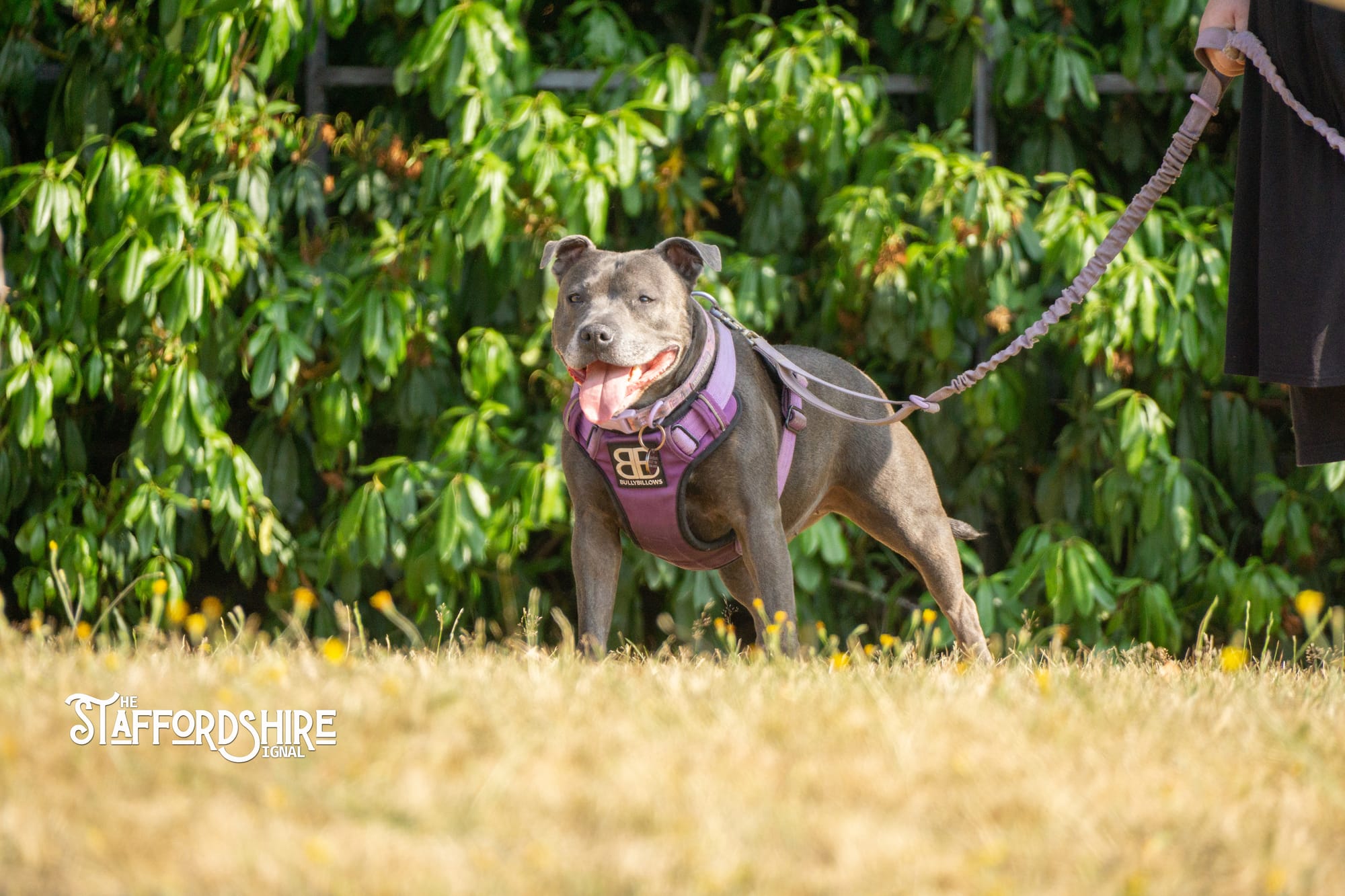 Big Staffy Stroll Brings Staffordshire’s Ten Week Staffy Trail to a Celebratory Close