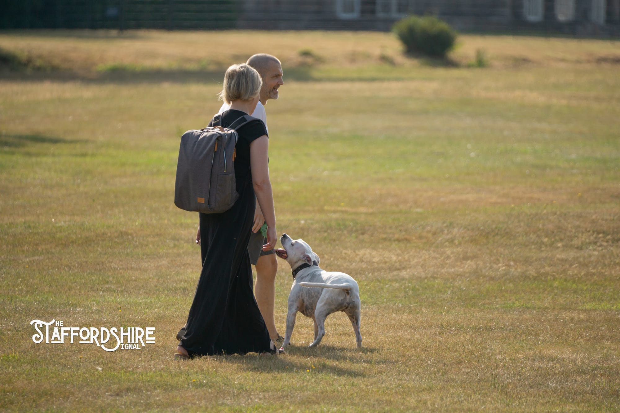Big Staffy Stroll Brings Staffordshire’s Ten Week Staffy Trail to a Celebratory Close