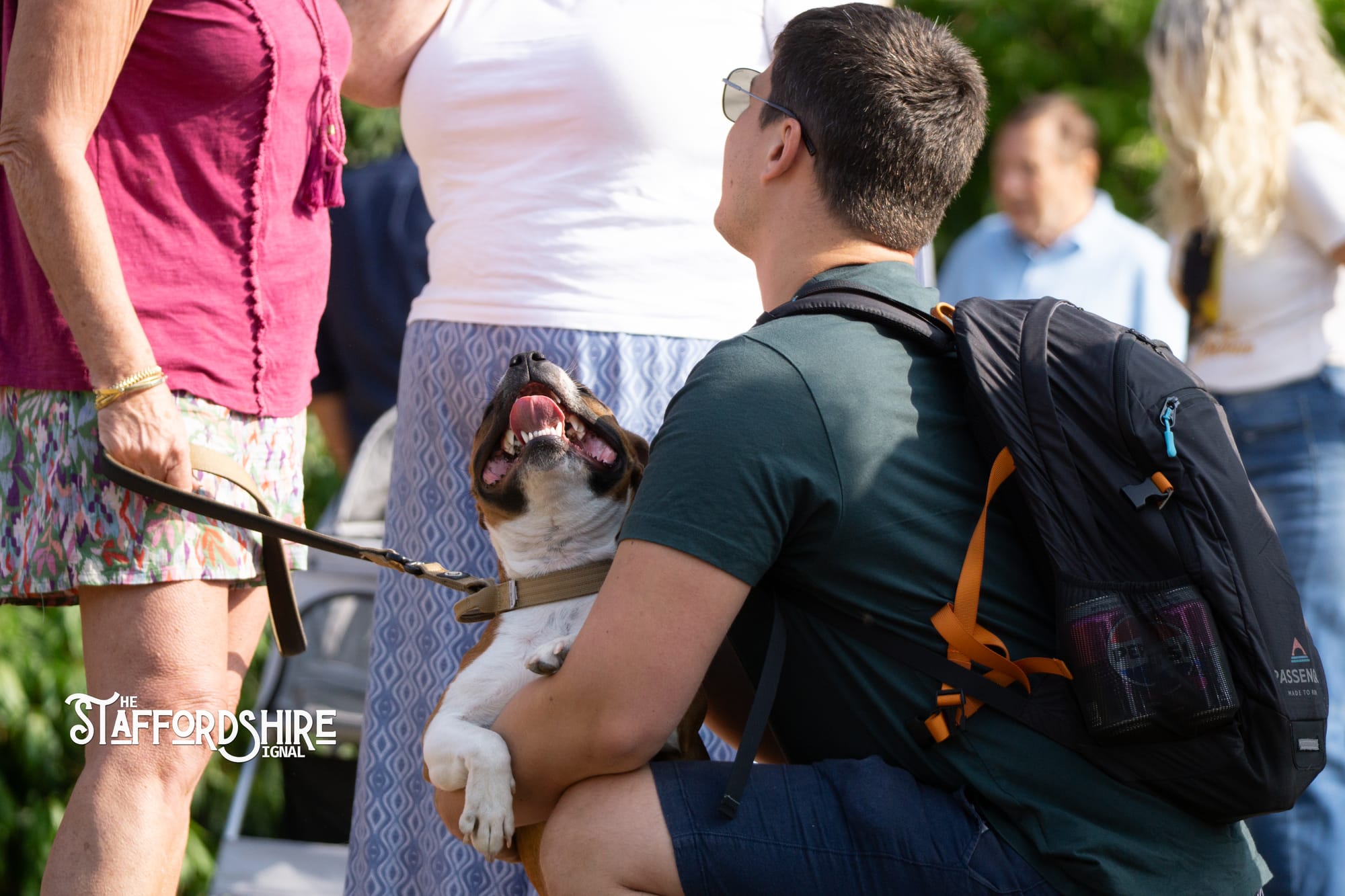 Big Staffy Stroll Brings Staffordshire’s Ten Week Staffy Trail to a Celebratory Close