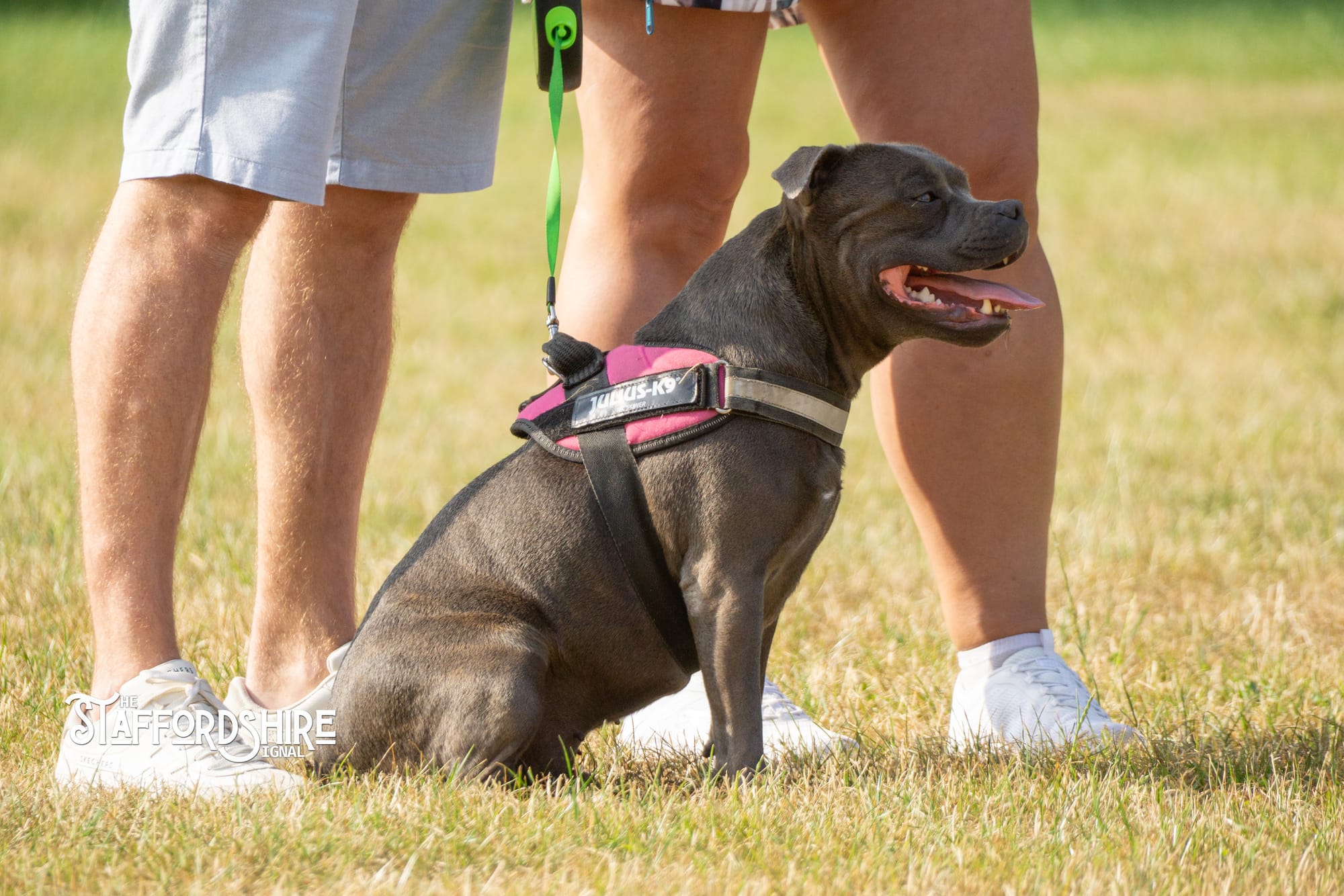 Big Staffy Stroll Brings Staffordshire’s Ten Week Staffy Trail to a Celebratory Close
