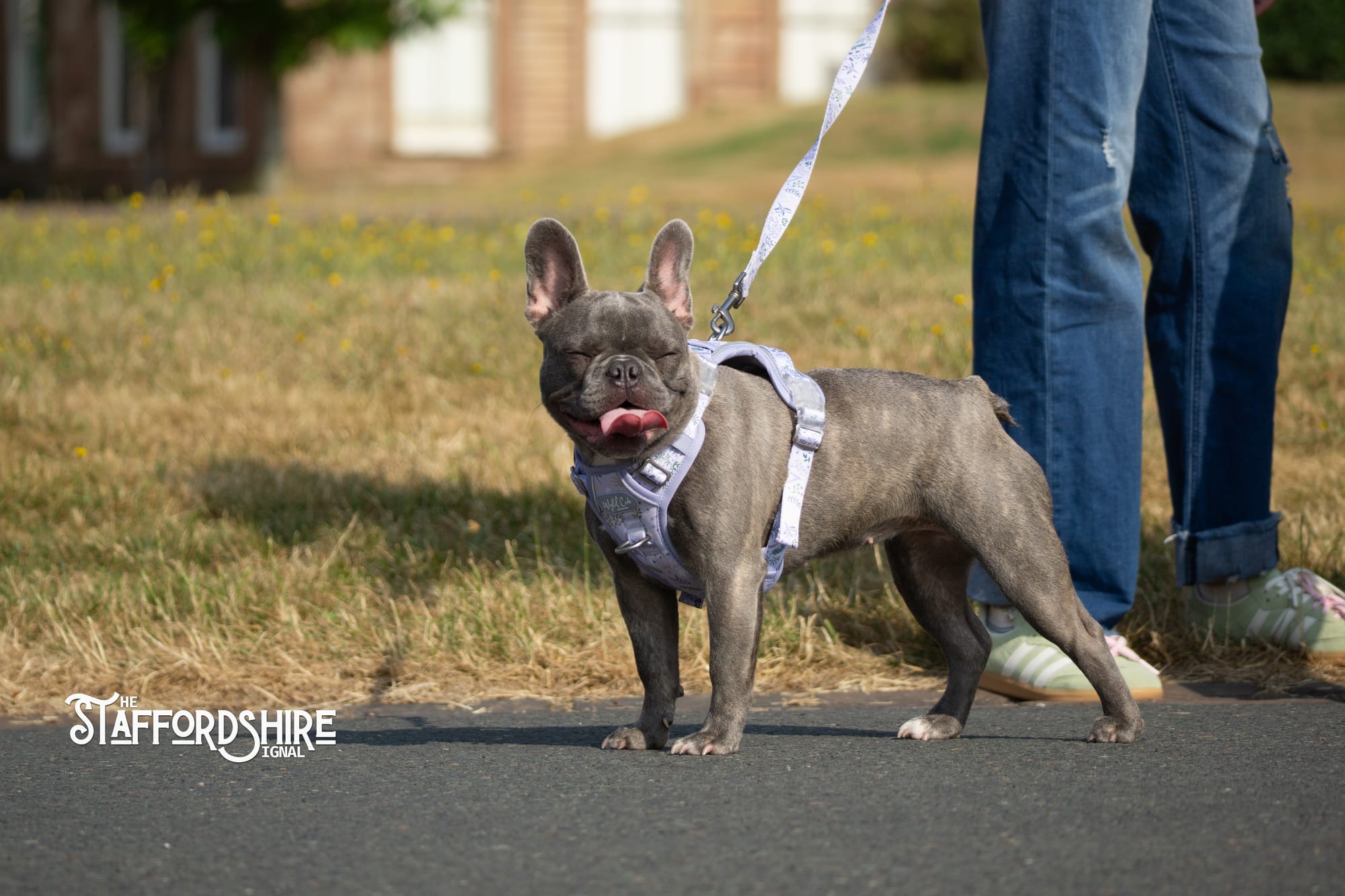 Big Staffy Stroll Brings Staffordshire’s Ten Week Staffy Trail to a Celebratory Close