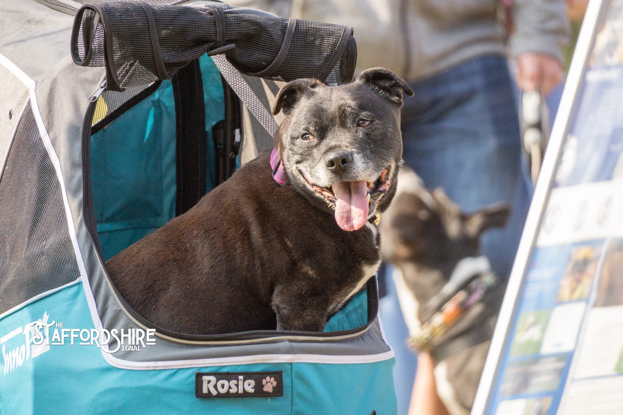 Big Staffy Stroll Brings Staffordshire’s Ten Week Staffy Trail to a Celebratory Close