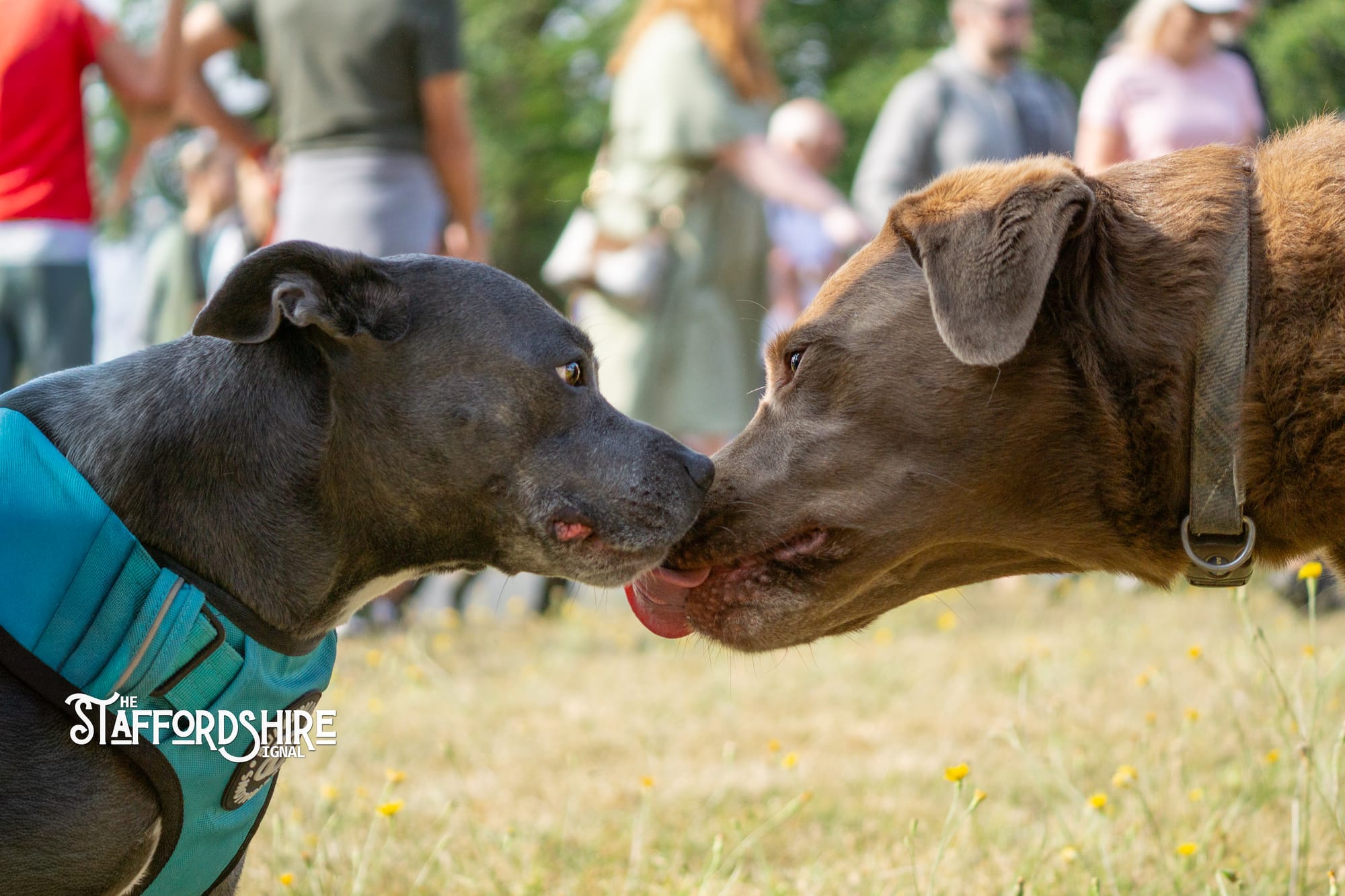 Big Staffy Stroll Brings Staffordshire’s Ten Week Staffy Trail to a Celebratory Close