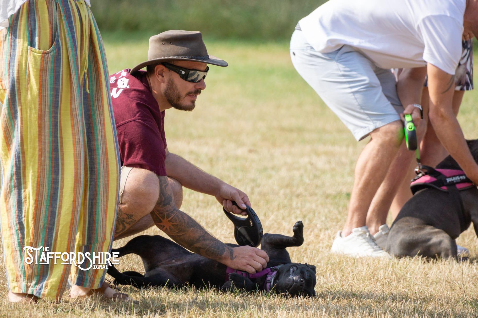 Big Staffy Stroll Brings Staffordshire’s Ten Week Staffy Trail to a Celebratory Close
